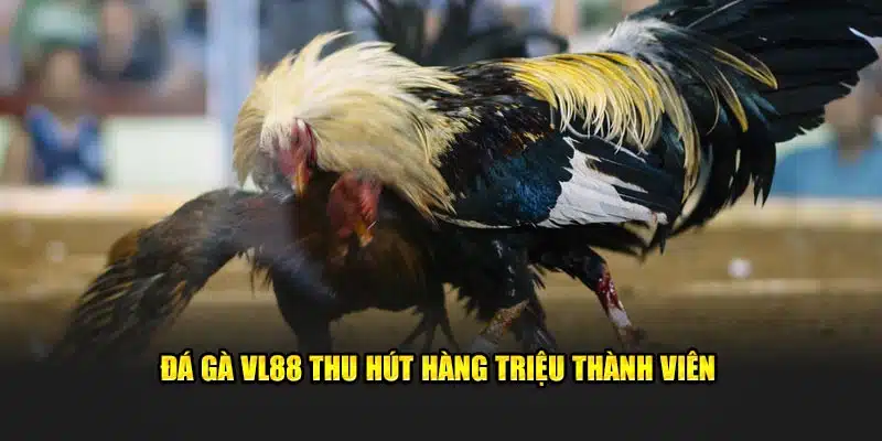 Đá gà VL88 thu hút hàng triệu thành viên